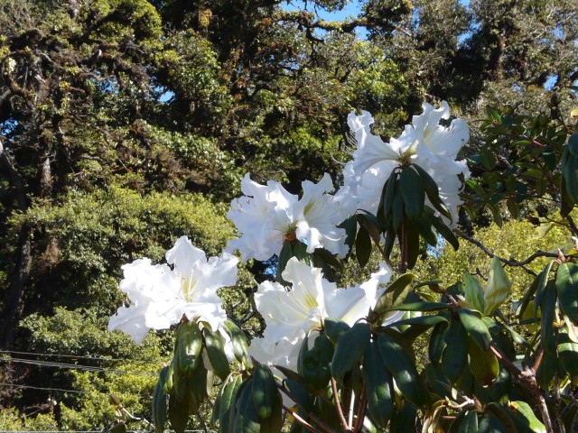 white rhododendron